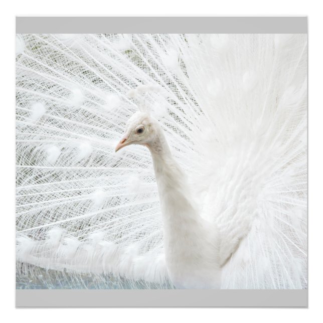 White Peacock schöne Federn Fotodruck (Vorne)