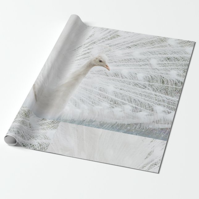 White Peacock schöne Federn Geschenkpapier (Ungerollt)