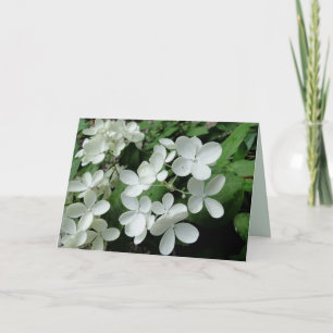 White Pee Gee Hydrangea Blume - Blankokarte Karte