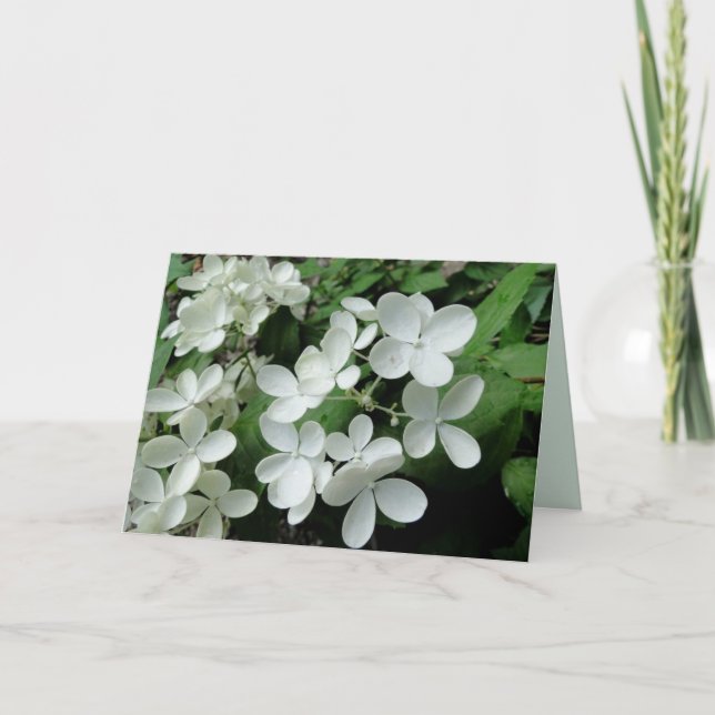 White Pee Gee Hydrangea Blume - Blankokarte Karte (Vorderseite)