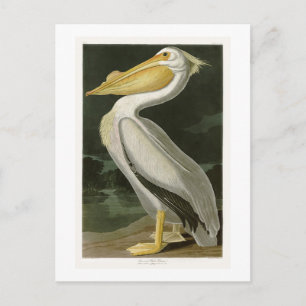 White Pelican John James Audubon Birds of America Postkarte