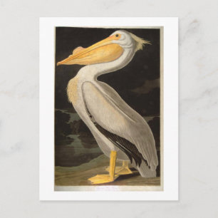 White Pelican, John James Audubon Postkarte