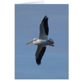 White Pelican nimmt Flug