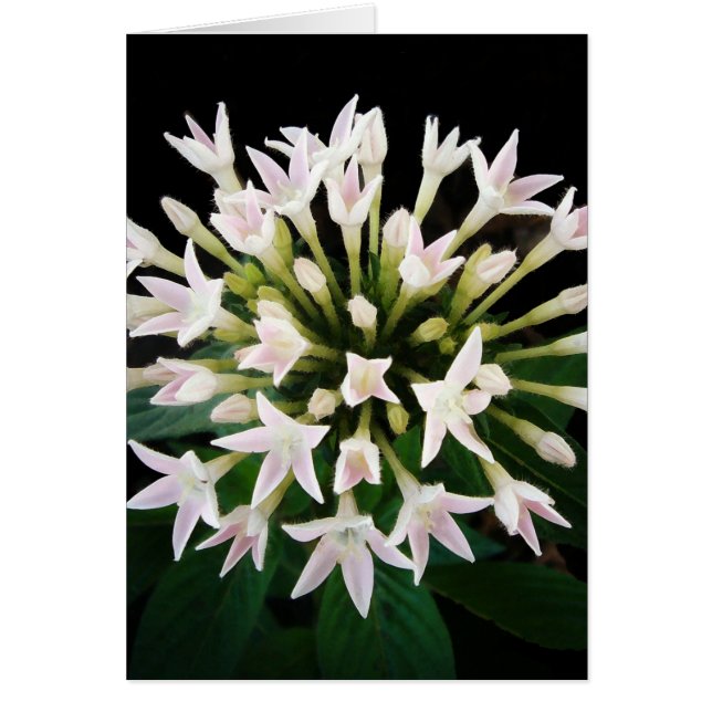 White Pentas (Vorne)