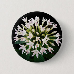 White Pentas Button