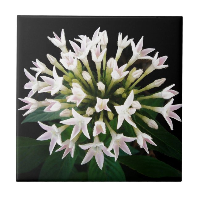White Pentas Fliese (Vorderseite)