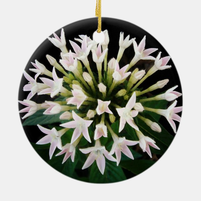 White Pentas Keramik Ornament (Hinten)