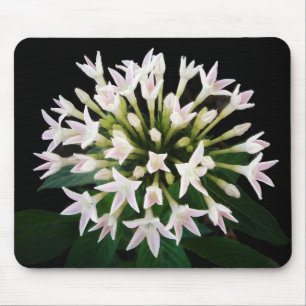 White Pentas Mousepad