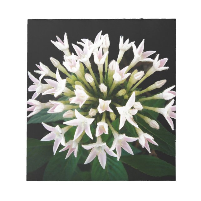 White Pentas Notizblock (Vorderseite)