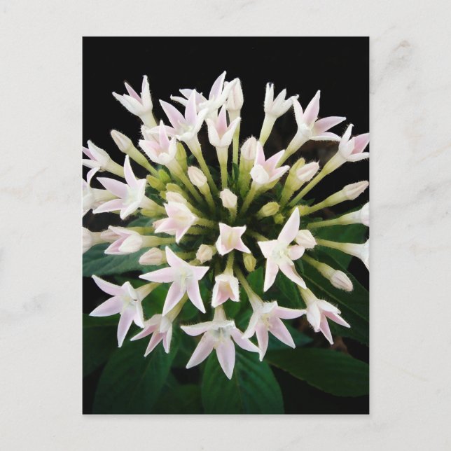 White Pentas Postkarte (Vorderseite)