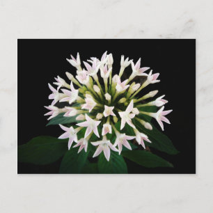 White Pentas Postkarte