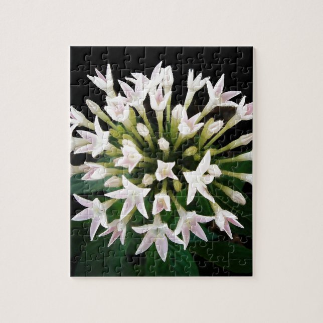 White Pentas Puzzle (Vertikal)