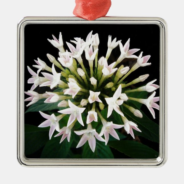 White Pentas Silbernes Ornament (Vorne)