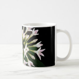 White Pentas Tasse