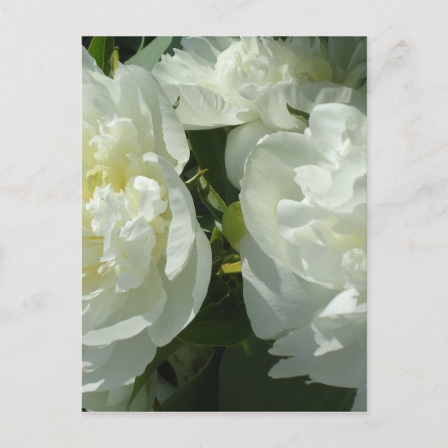 White Peonies Postkarte (Vorderseite)