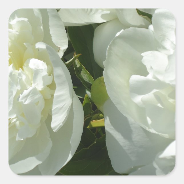White Peonies Quadratischer Aufkleber (Vorderseite)