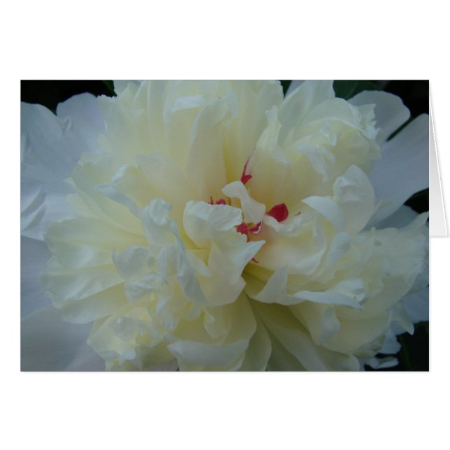 White Peony (Vorderseite (Horizontal))