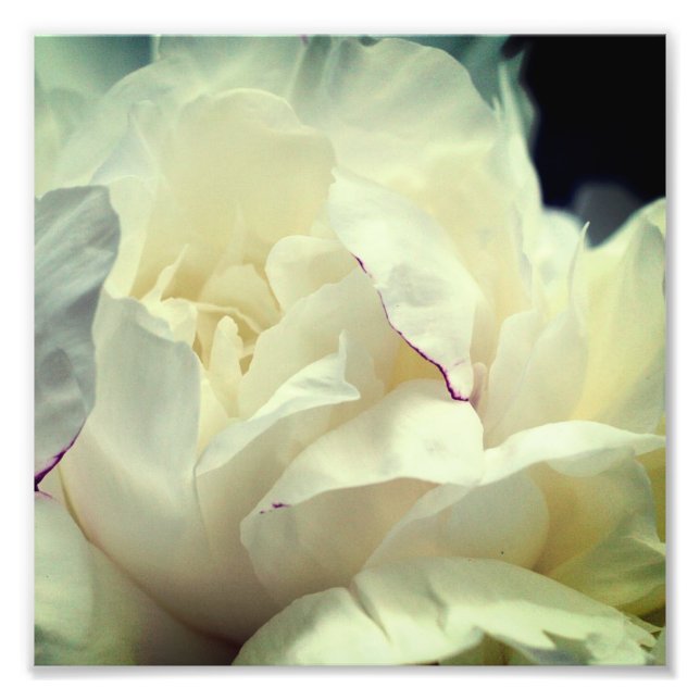 White Peony Blume in Bloom Nah bis 8x8 Fotodruck (Vorne)