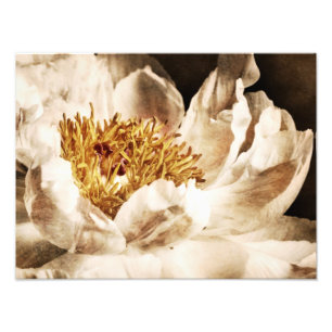 White Peony Blume Sepia Schwarzer Hintergrund Blüt Fotodruck