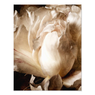 White Peony Blume Sepia Schwarzer Hintergrund Fotodruck