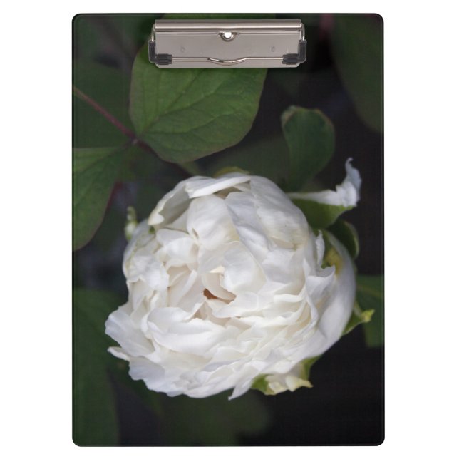 White Peony Floral Fotoboard Klemmbrett (Vorderseite)