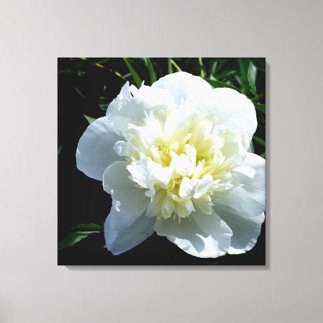 White Peony Leinwanddruck (Vorderseite)