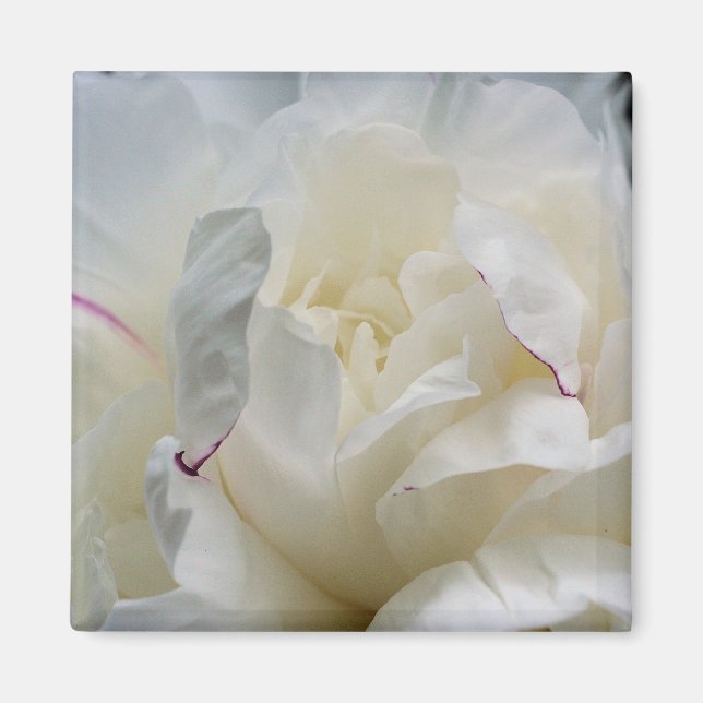 White Peony Nah Up Blume Foto Magnet (Vorne)