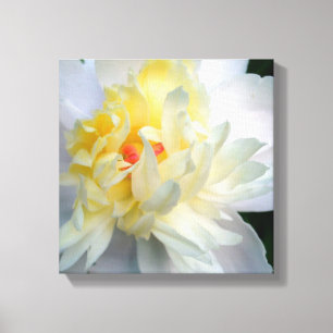 White Peony on Leinwand