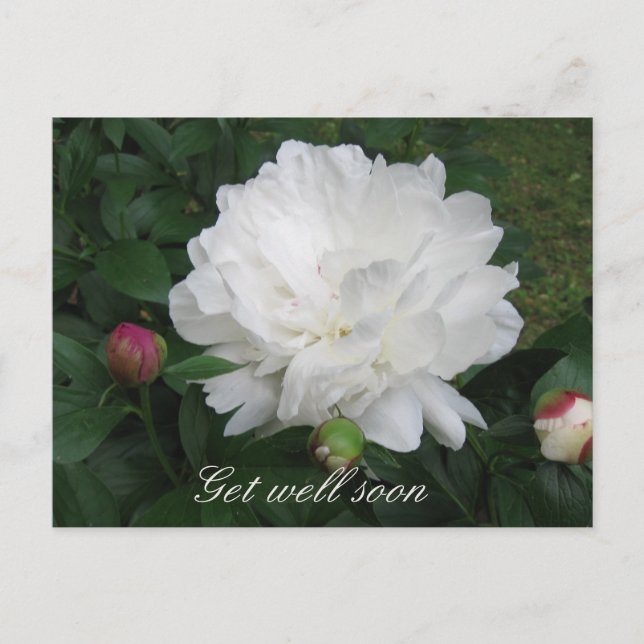 White Peony Postcard Postkarte (Vorderseite)