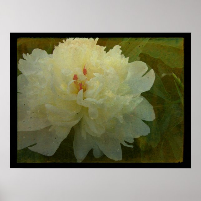 White Peony Poster (Vorne)