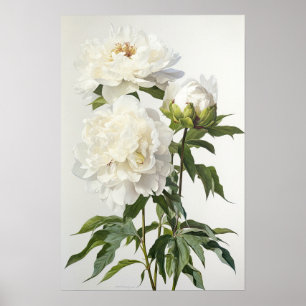 White Peonys Blume Art Print Poster