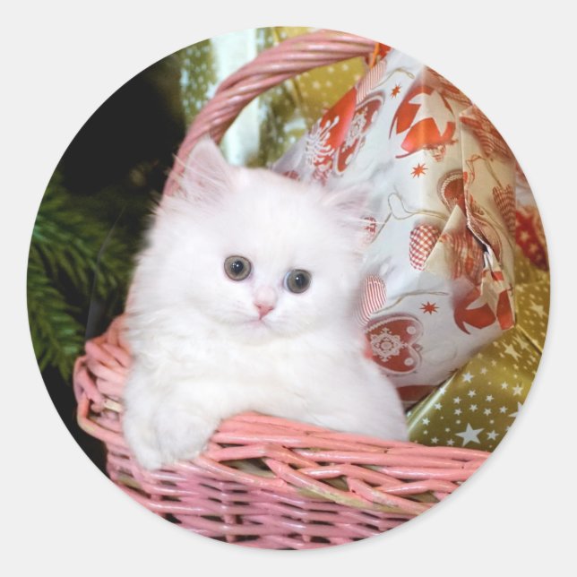 White Persian Kitten Runder Aufkleber (Vorderseite)