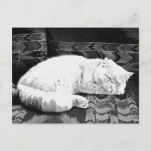 White Persian Sleeping Cat Postkarte