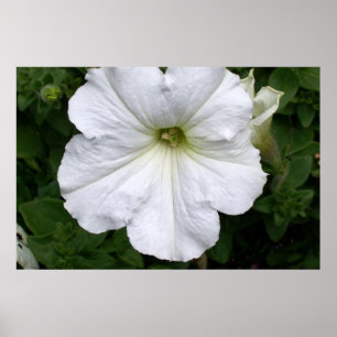 White Petunia Petunias Blume Fotografie Poster