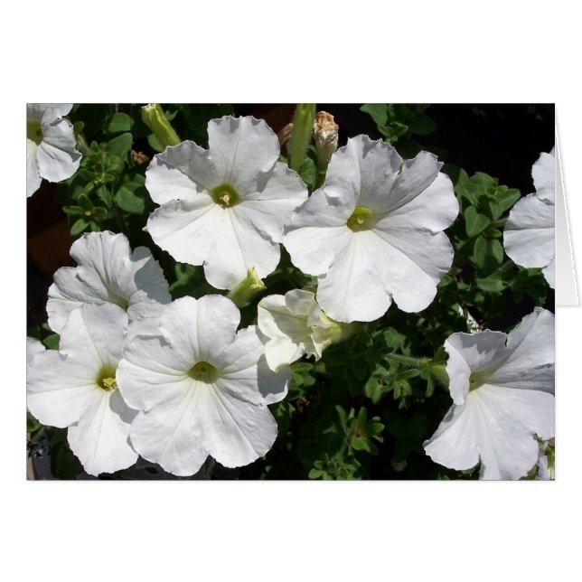 White Petunias (Vorderseite (Horizontal))