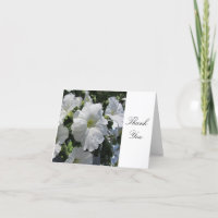 White Petunias