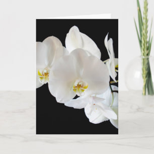 White Phalaenopsis Orchids Karte