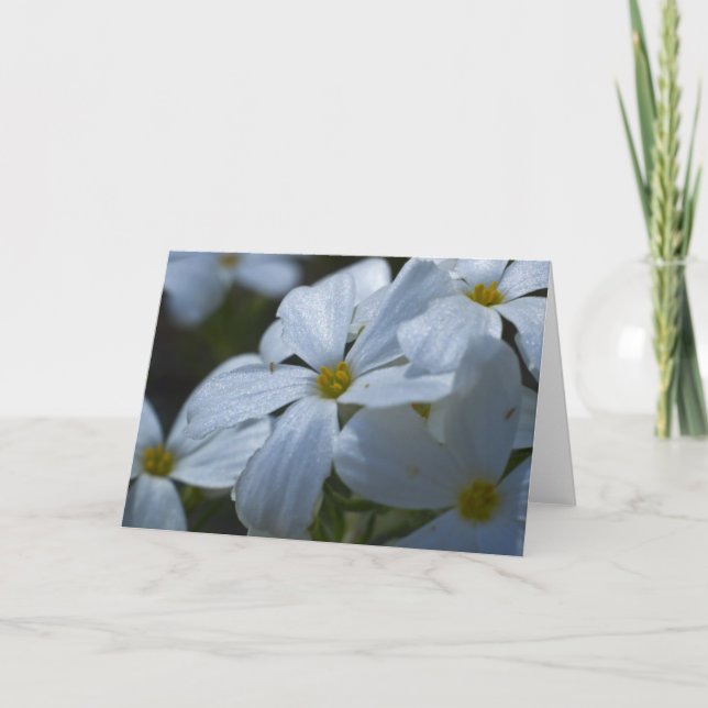 White Phlox Karte (Vorderseite)