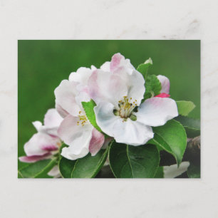 White Pink Blossom Blooming Apple Tree Postcard Postkarte