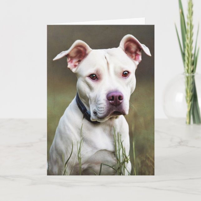White Pitbull Birthday Karte (Vorderseite)