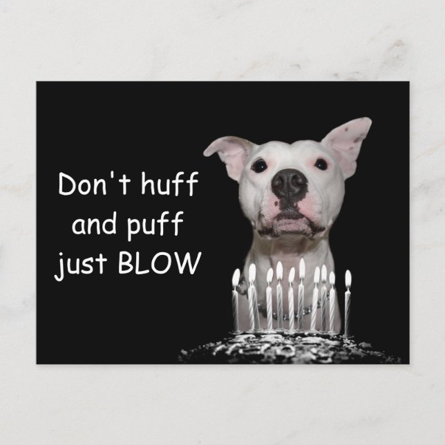 White Pitbull Birthday Postkarte (Vorderseite)