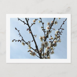 White Plum Blossom: Japan Postcard Postkarte