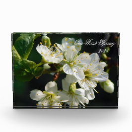 White Plum Blossom Macro | Personalized Photo Bloc Fotoblock