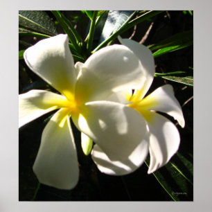 White Plumaria Frangipani Blume Plakat drucken