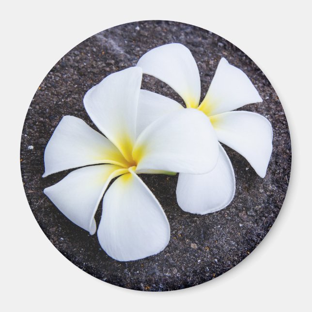 White Plumeria Blume Frangipani Floral Lava Rock Magnet (Vorne)