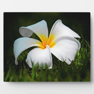 White Plumeria Frangipani Hawaii Blume Fotoplatte