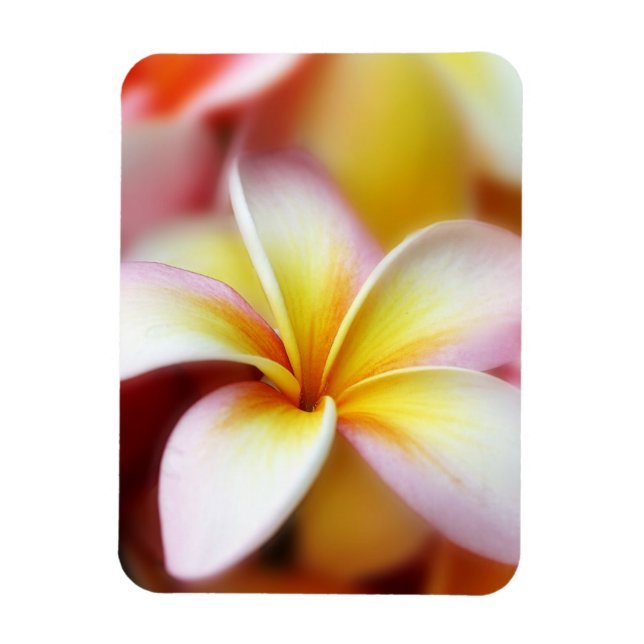 White Plumeria Frangipani Hawaii Blume Hawaii Magnet (Vertikal)