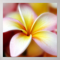 White Plumeria Frangipani Hawaii Blume Hawaii