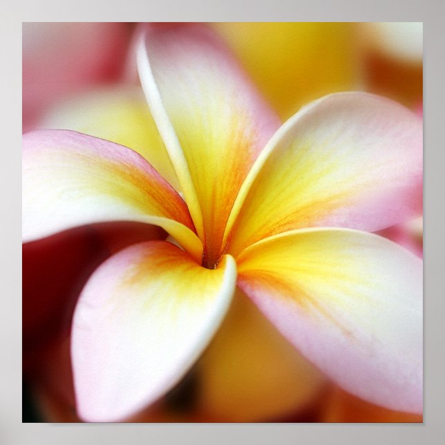 White Plumeria Frangipani Hawaii Blume Hawaii Poster (Vorne)