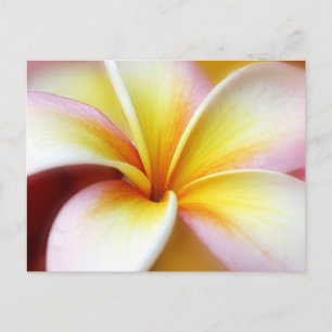 White Plumeria Frangipani Hawaii Blume Hawaii Postkarte